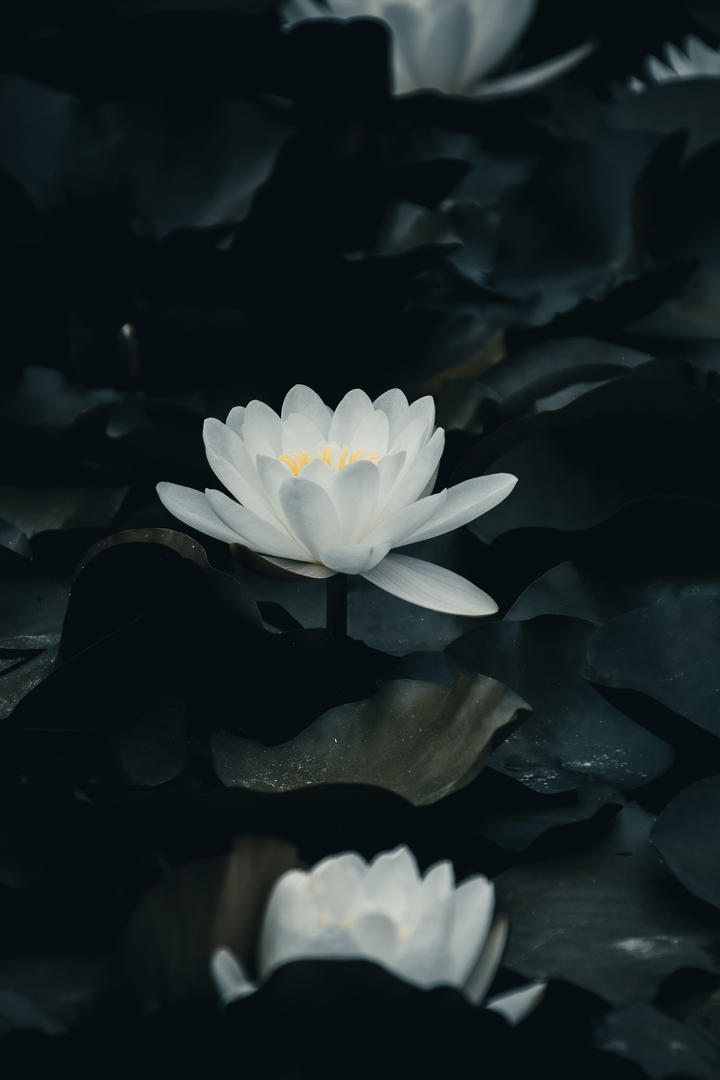 大武侠挂机